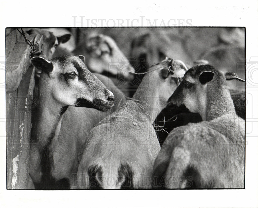 1979 Press Photo Detroit Zoo Sheep Exhibit - Historic Images