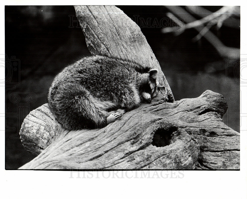 1974 Press Photo Detroit Zoological Park - Historic Images