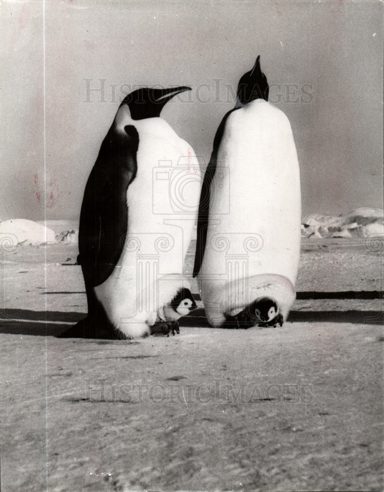 1967 Press Photo Lawrence Buhl James Holden McInnis - Historic Images