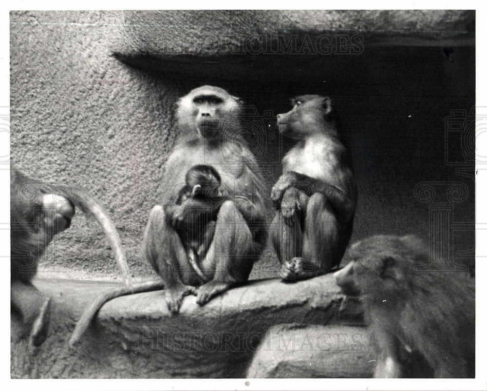 1982 Press Photo Detroit zoo - Historic Images