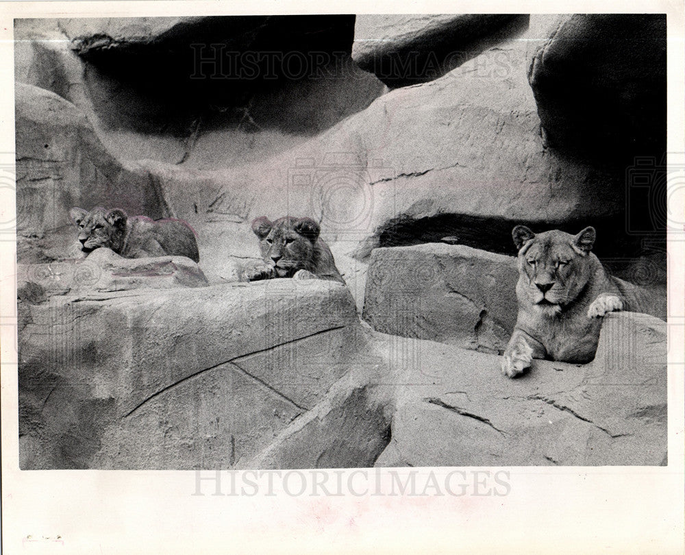 1974 Detroit zoo lions baby cubs-Historic Images