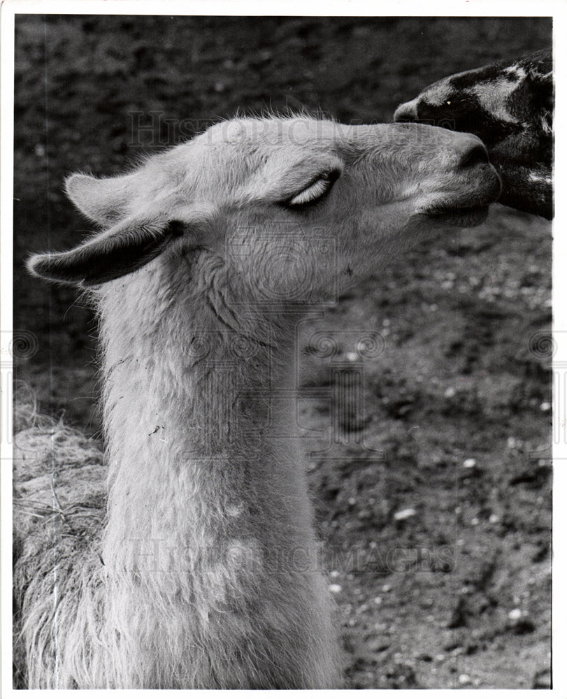 1966 Detroit Zoo Llama - Historic Images