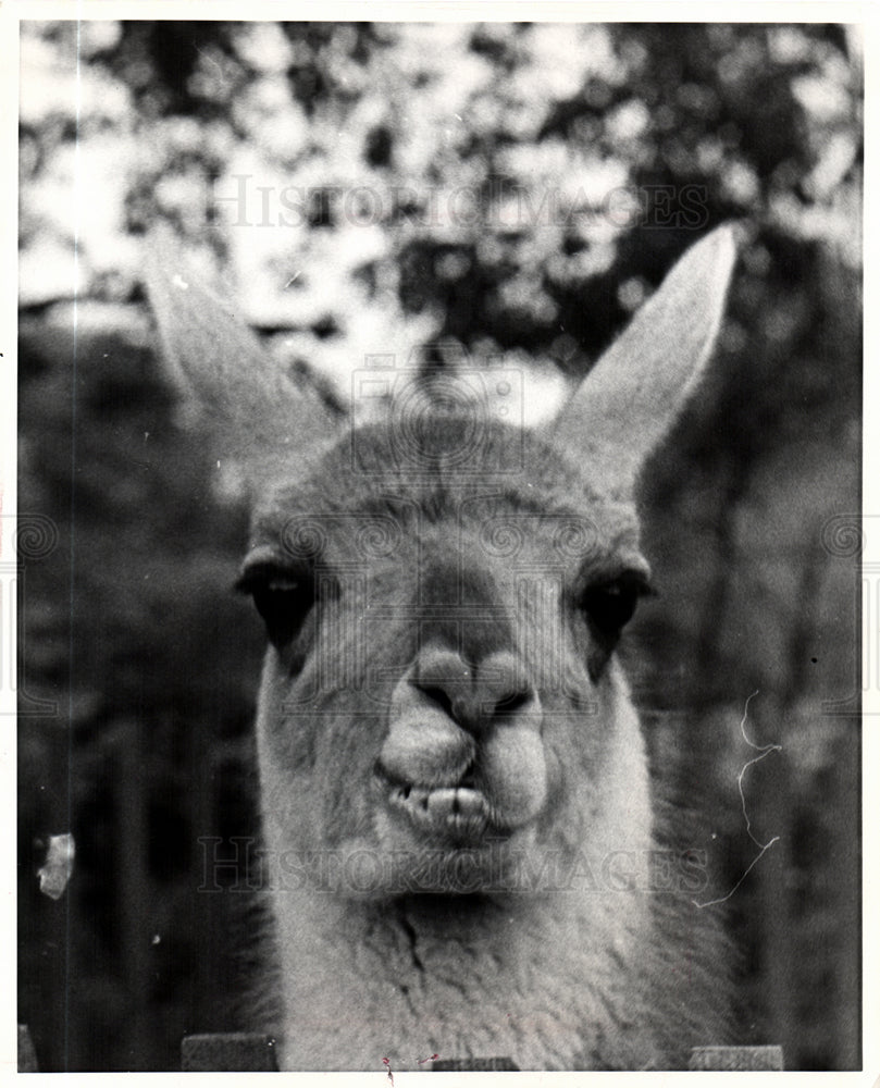 1967 Press Photo Detroit zoo Llama - Historic Images