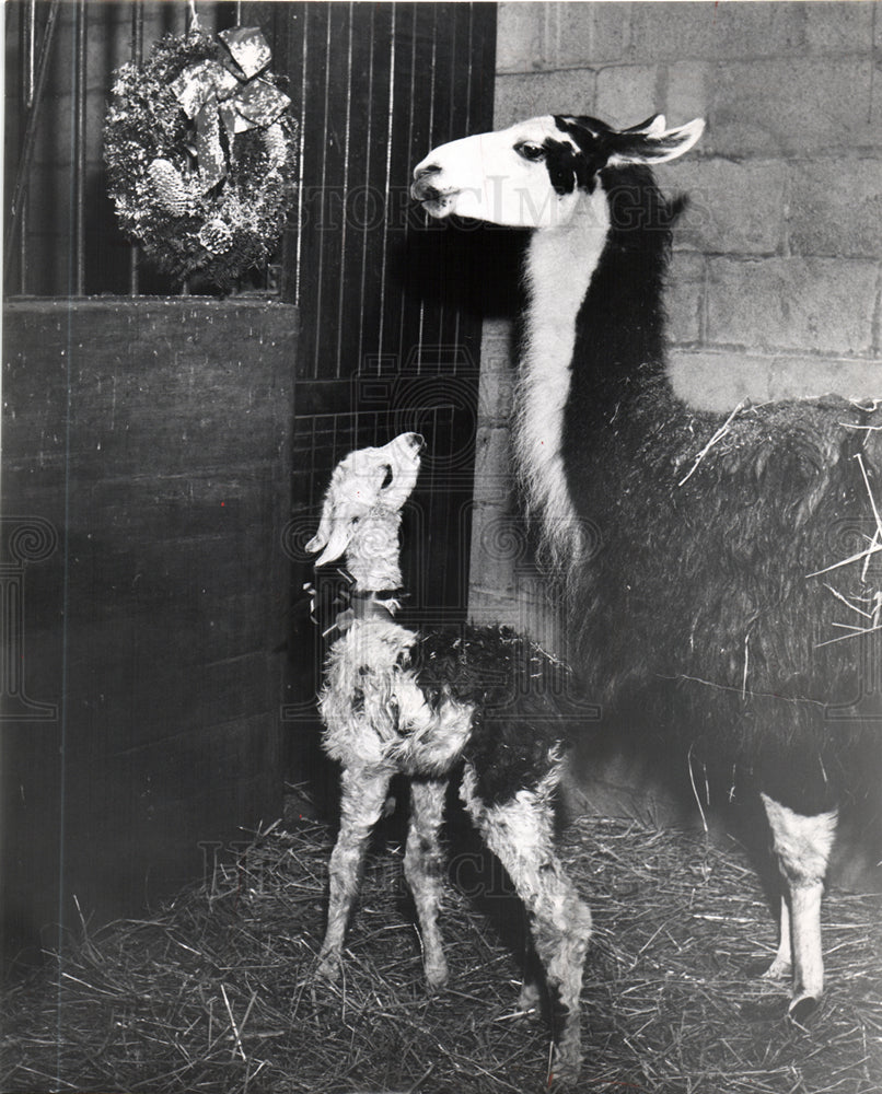 Director Frank MC-Innis Detroit zoo-Historic Images