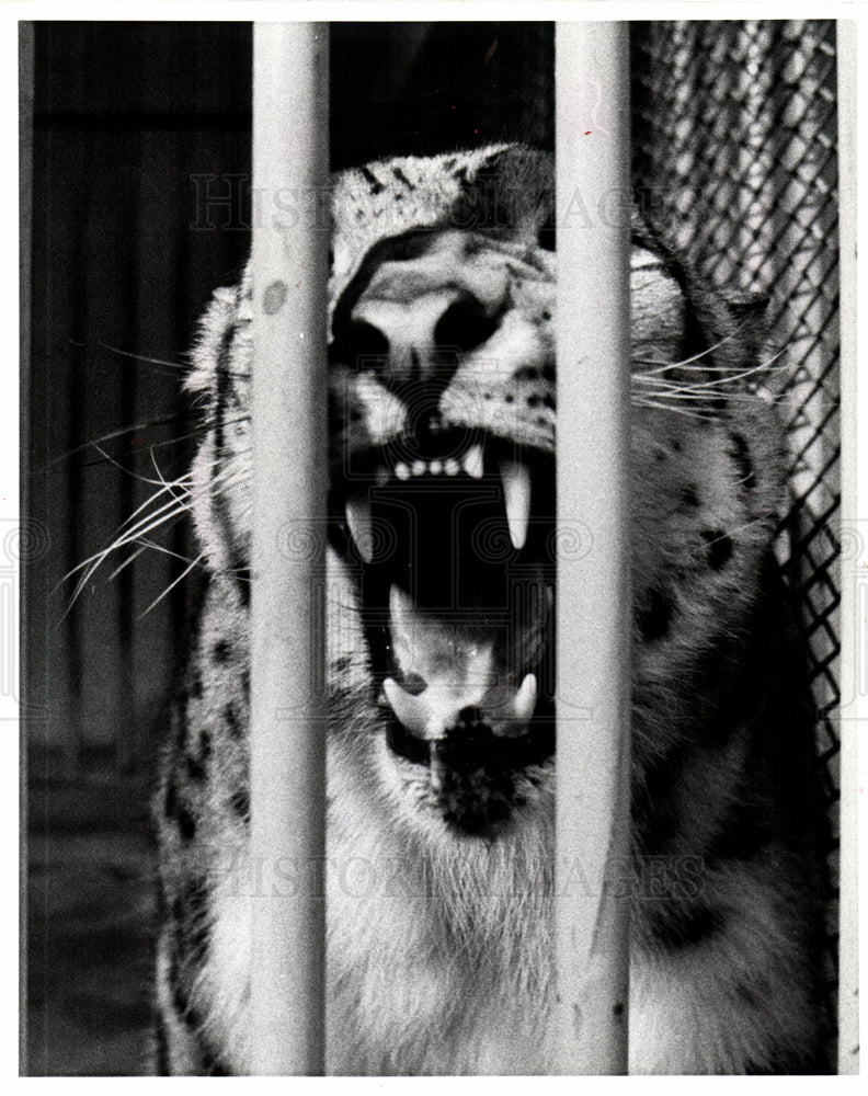 1977 Press Photo Detroit Zoological Park leopard - Historic Images