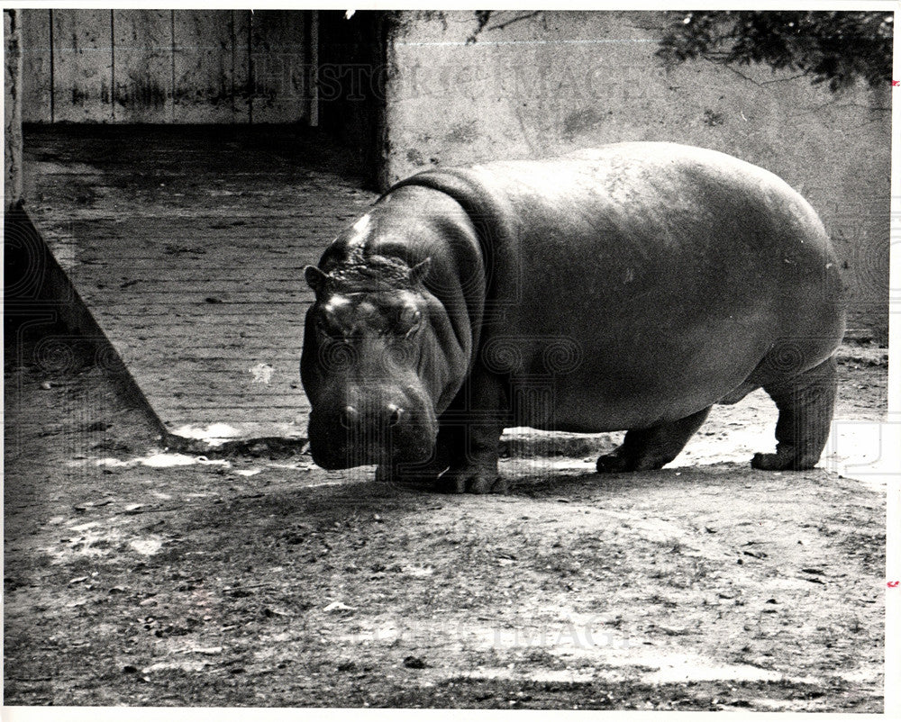 1983 Press Photo Detroit Zoo Hippo Calgary Exhibit Move - Historic Images