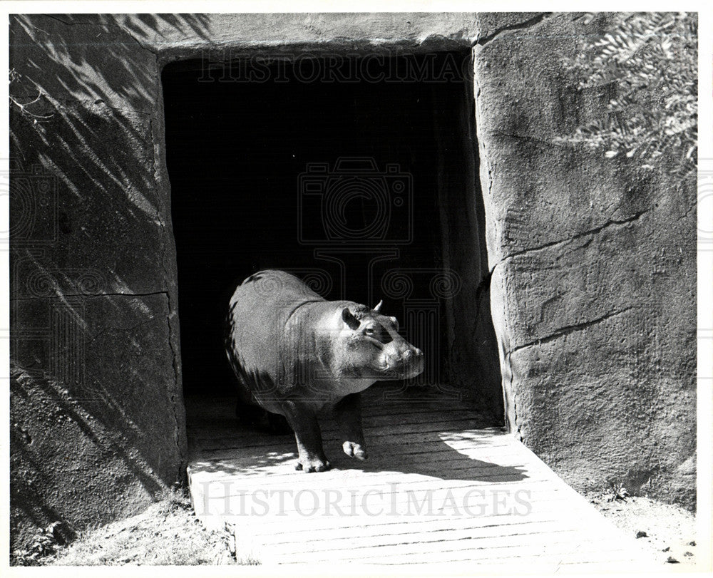 1971 Press Photo Detroit Zoo Hippopotamus Exhibit - Historic Images