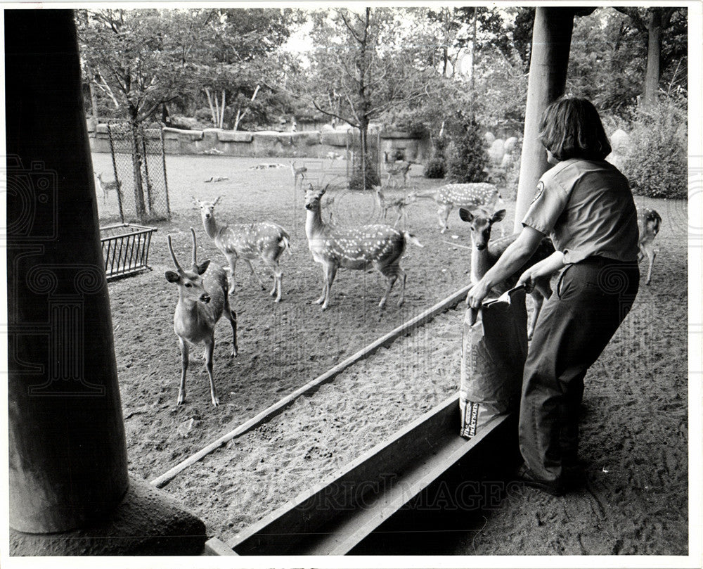 1981 Press Photo DETROIT ZOO - DEER CHERYL KRAUSE - Historic Images