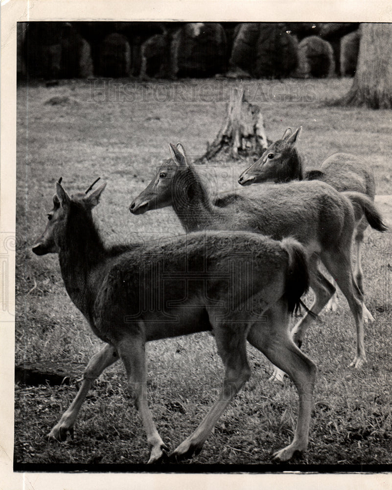 1974 Detroit Zoological Park - Historic Images