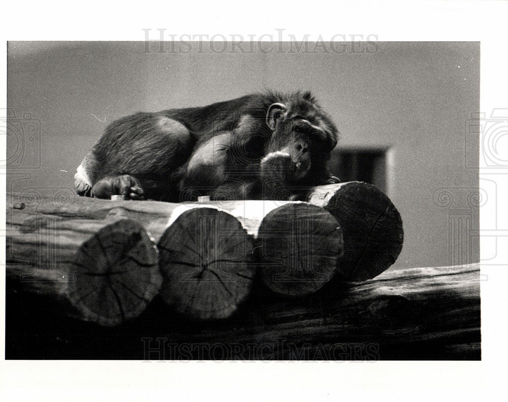 1990 Press Photo chimpanzee Detroit Zoo - Historic Images