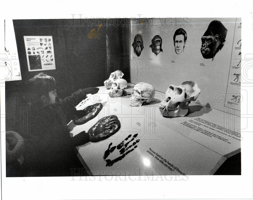 1990 Press Photo Detroit Zoo Michigan Chimpanzee Animal - Historic Images