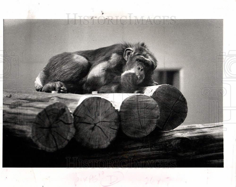 1990 Press Photo Detroit zoo Chimpanzee - Historic Images