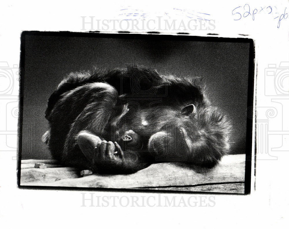 detroit chimpanzees and to the public-Historic Images