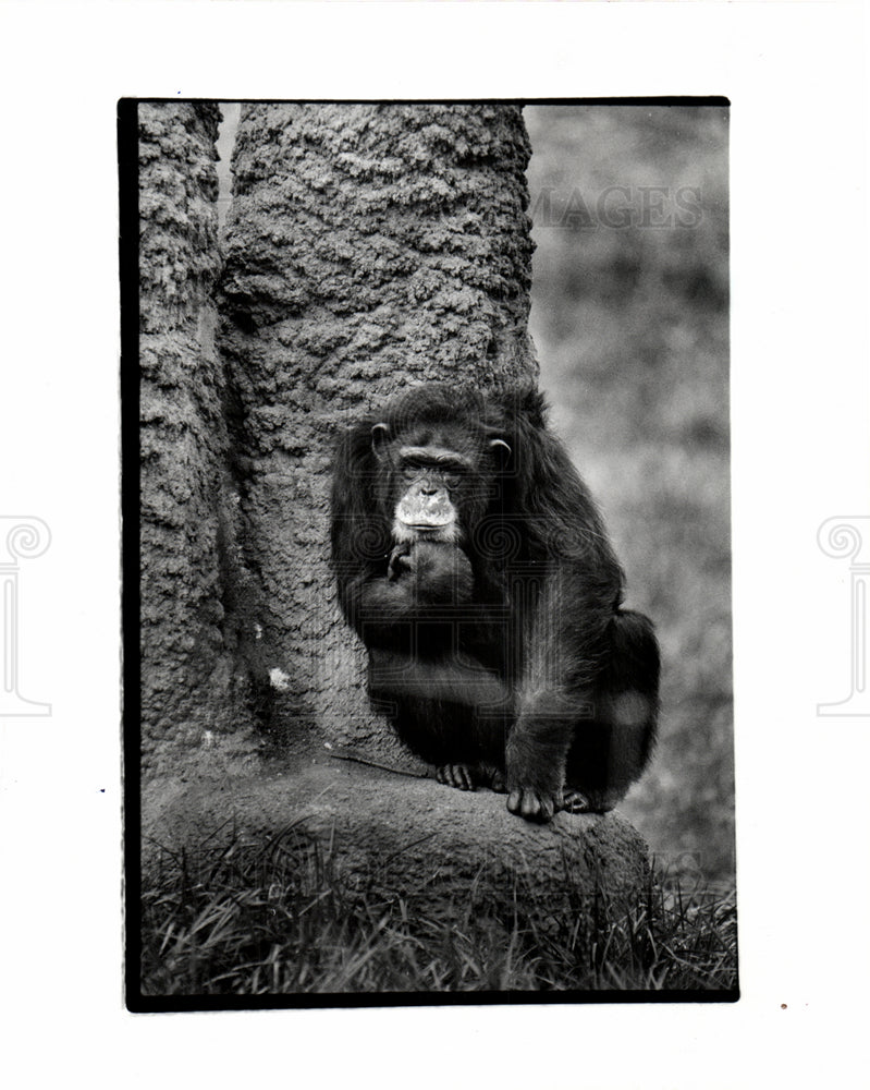 1931 Harambee Chimpanzee Detroit Zoo - Historic Images