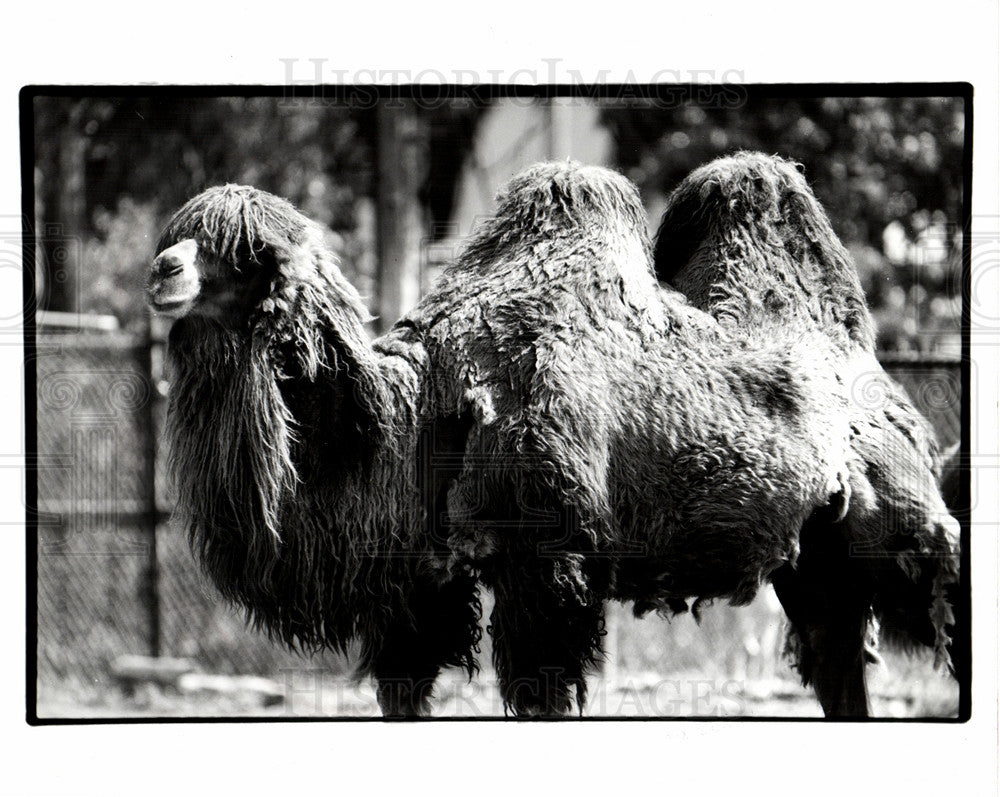 Detroit Zoo Camel-Historic Images