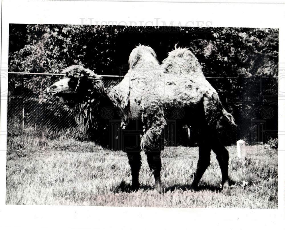 1987 Press Photo detroit zoo bactrian camel - Historic Images