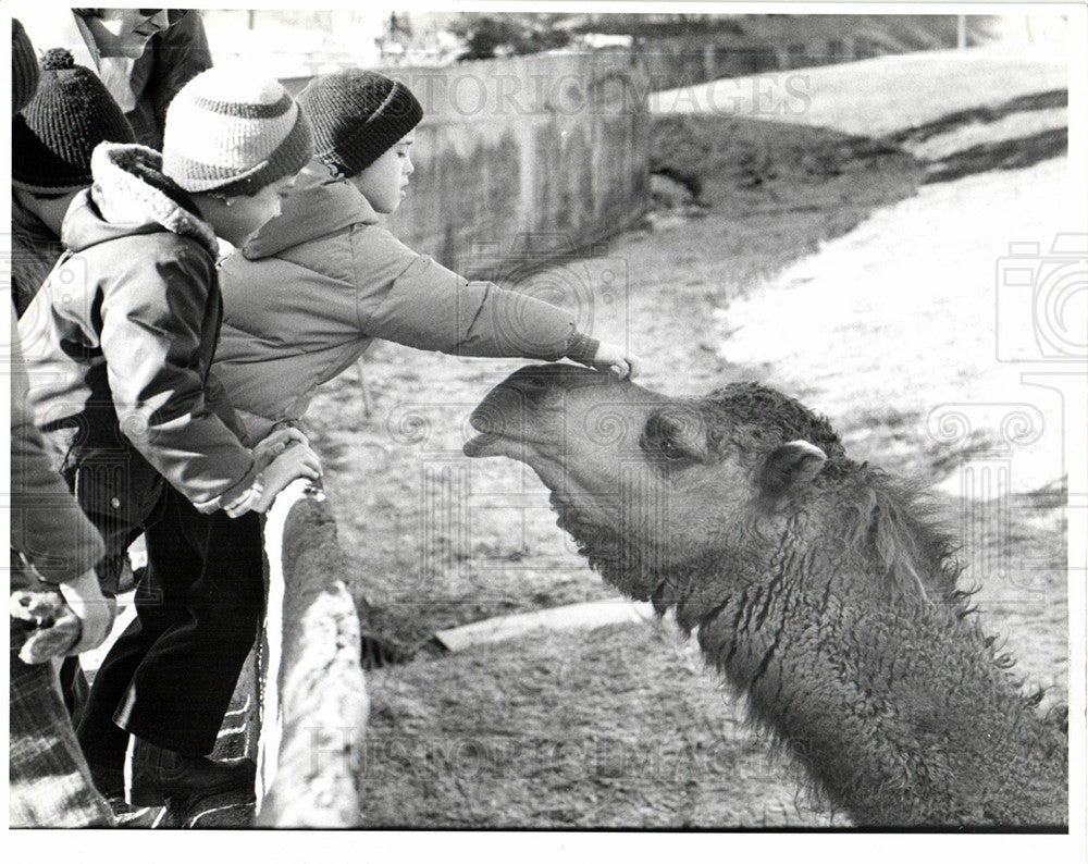 1979 Detroit zoo camel Charlie Dave Clemens - Historic Images