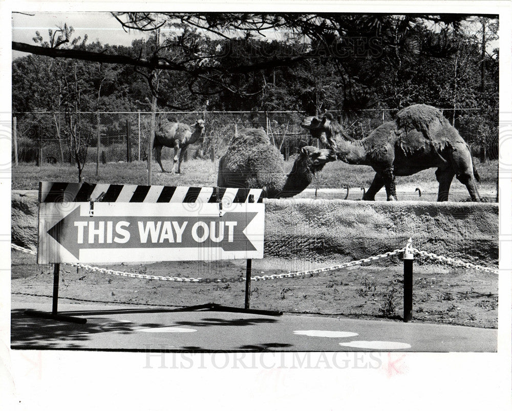 1944 Press Photo camels zoo - Historic Images