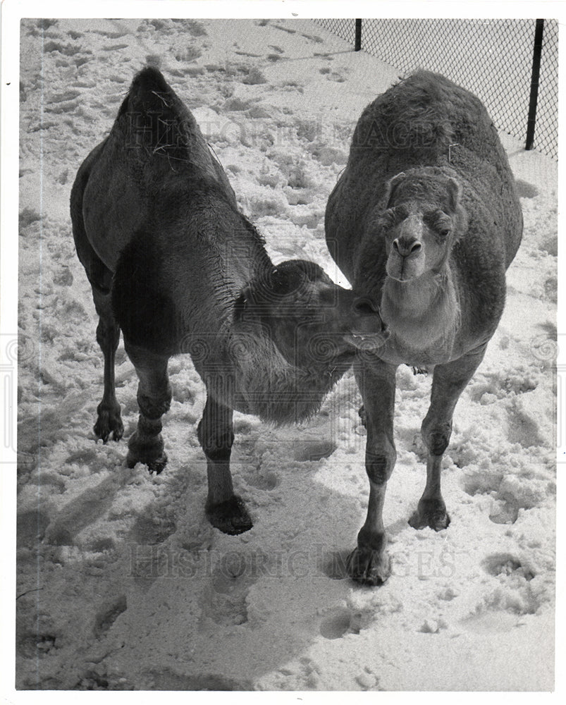 1960 Press Photo Detroit Zoo single hump camels - Historic Images