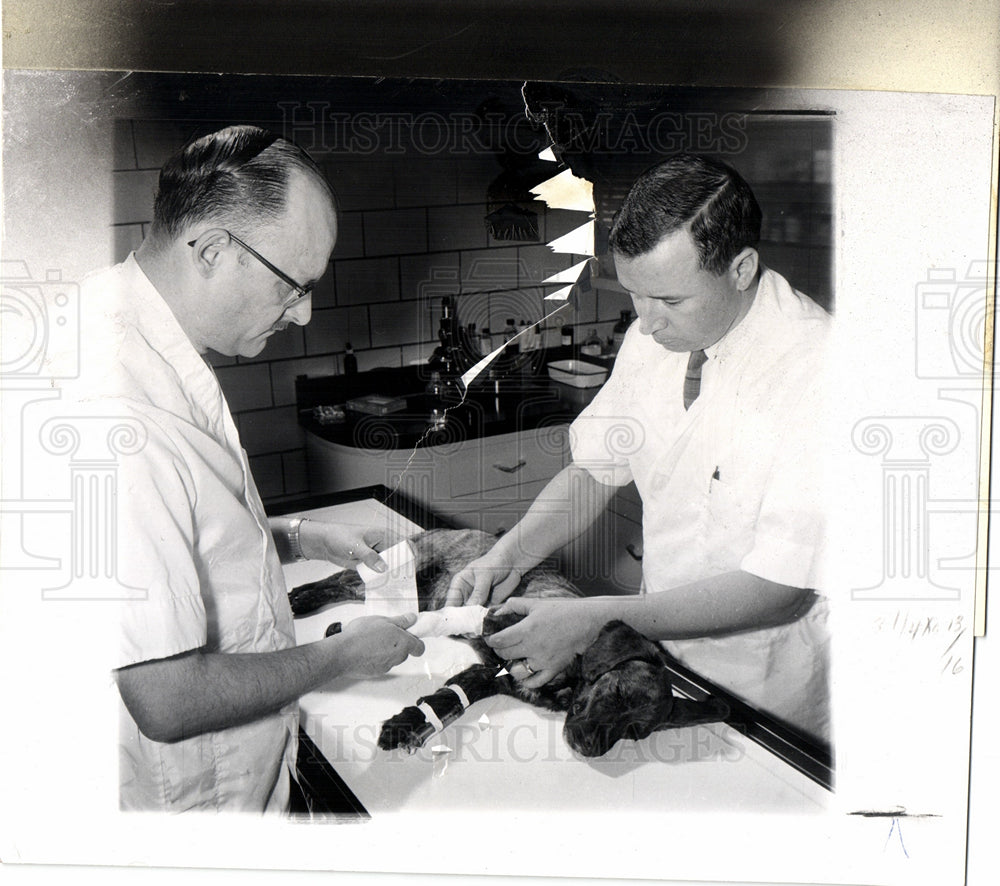 1960 Press Photo Veterinarians Doctor Treats Animals - Historic Images