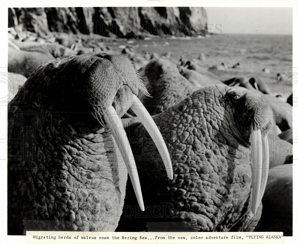 1972 Press Photo Walrus FLYING ALASKA - Historic Images