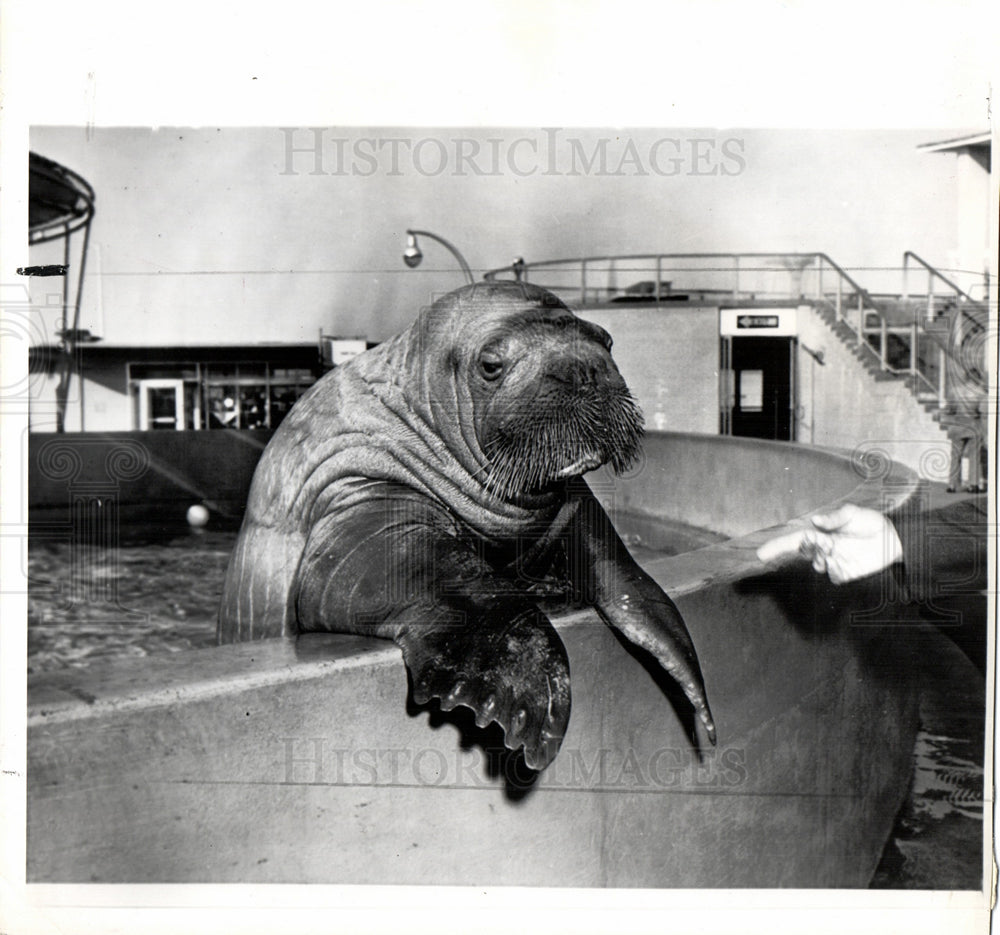 1960 Press Photo ookie Walrus brider wearing mustache - Historic Images