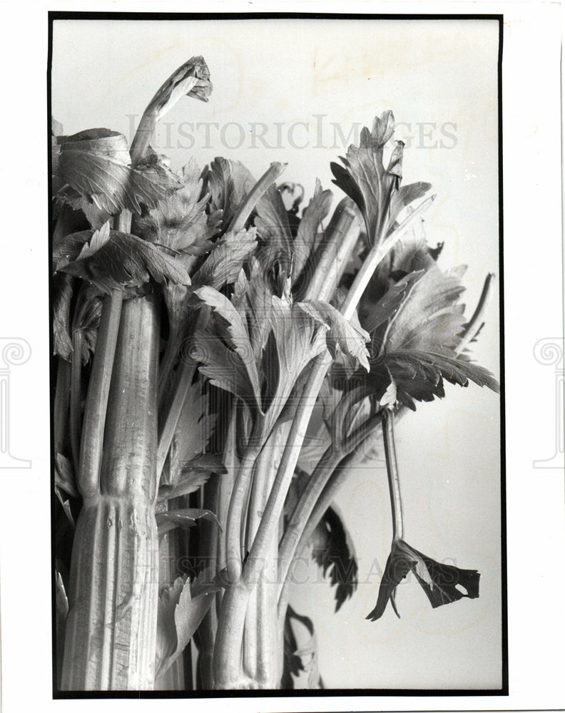 1992 Press Photo Fresh Green Vegetables Good Life Earn - Historic Images