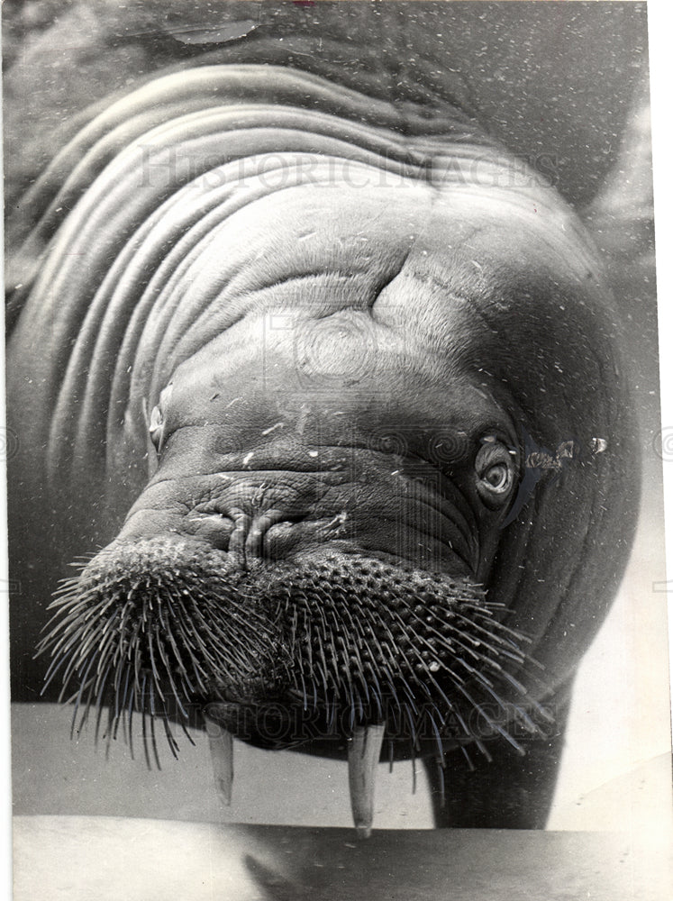 1967 walrus goofy pacific los angeles-Historic Images