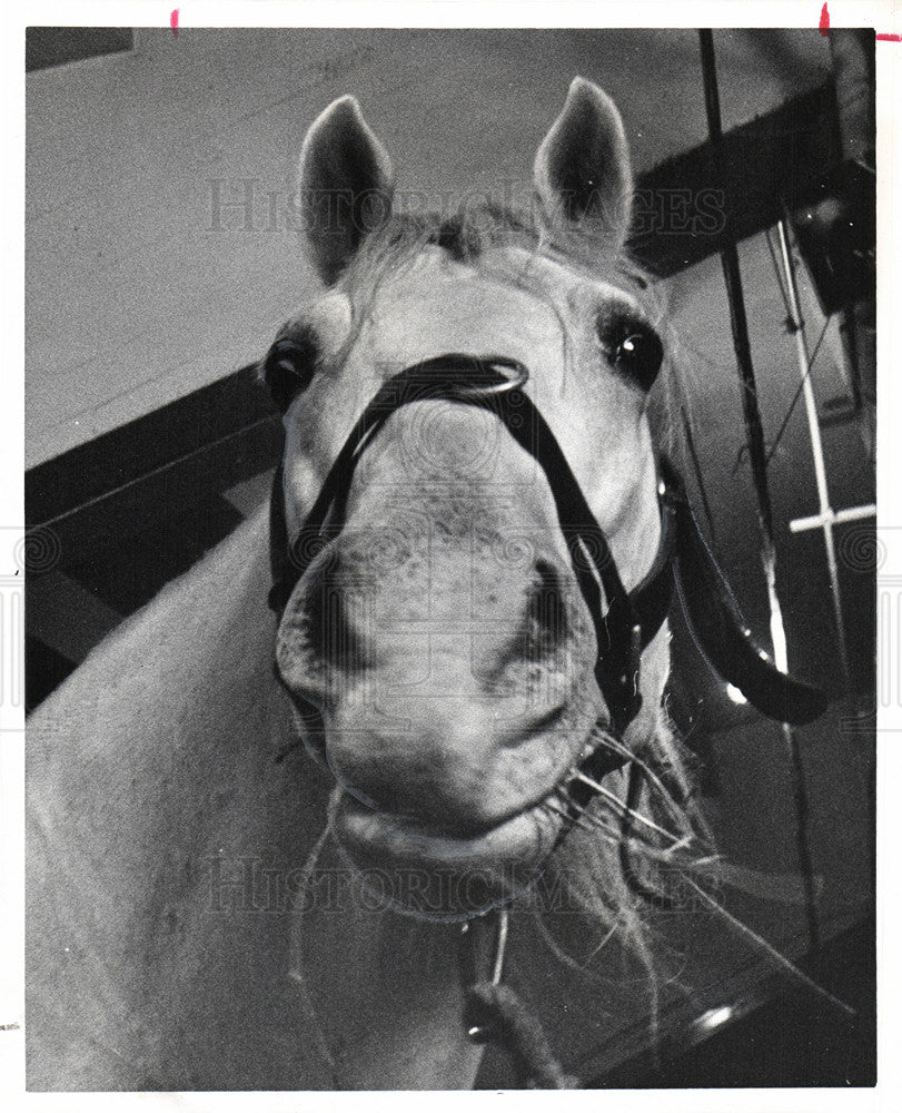 1964 Press Photo Horses of Vienna&#39;s Spanish Riding - Historic Images