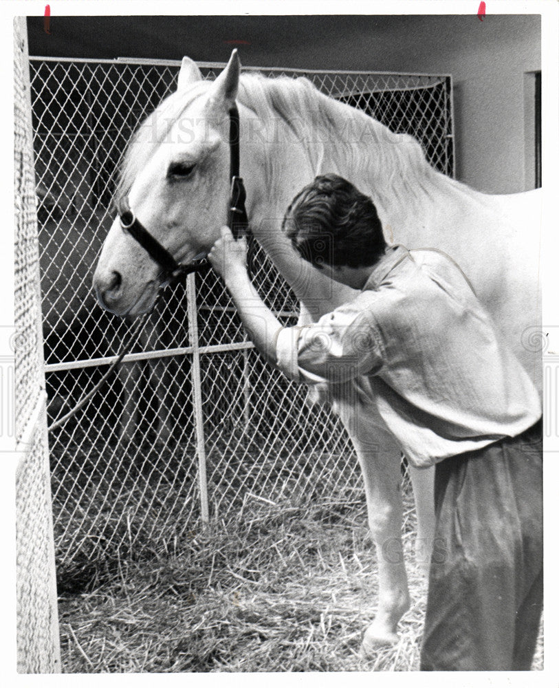 1964 Press Photo Lipizzan horse breed - Historic Images