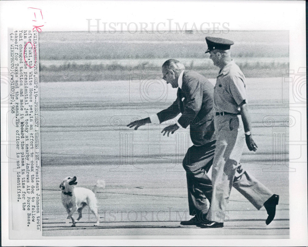 1968 Press Photo Yuki White House Pet - Historic Images