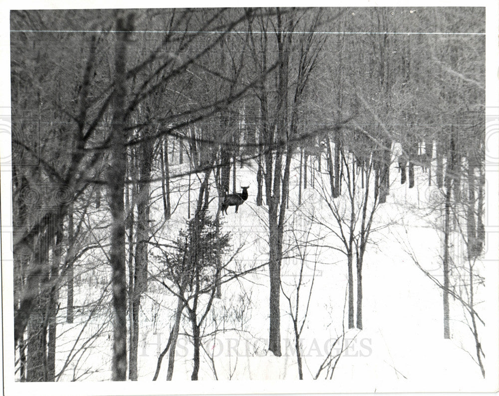 1975 Press Photo elk Pigeon River snow winter forest - Historic Images