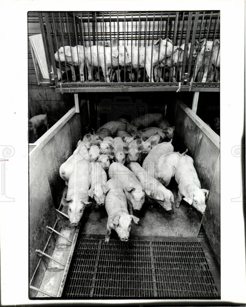 1986 Press Photo Sand Livestock Systems, hog farm - Historic Images