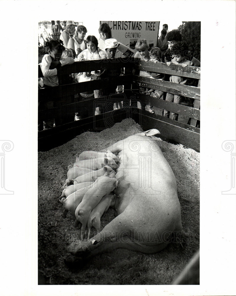 1976 Press Photo pigs boar animal mammal - Historic Images