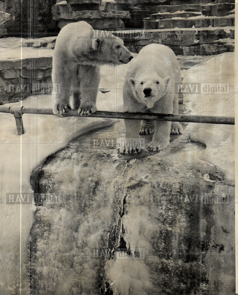 1964 Press Photo polar bears zoo animals - Historic Images