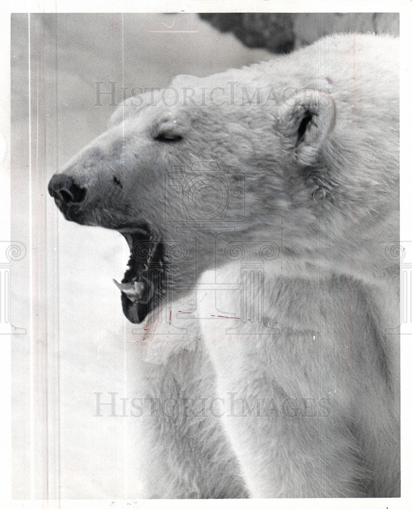 1966 Press Photo polar bear Arctic circle animal snow - Historic Images