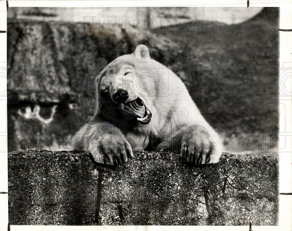 1937 Press Photo Polar Bear London Zoo Habitat Animal - Historic Images