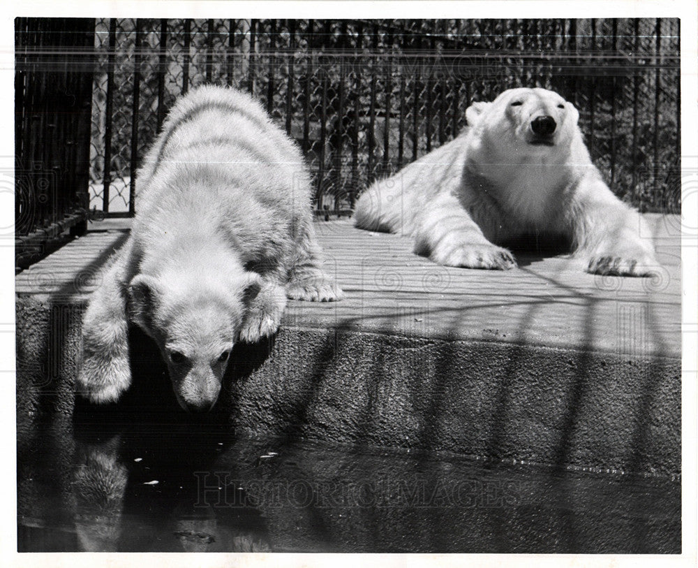 1958 Press Photo Polar Bears - Historic Images