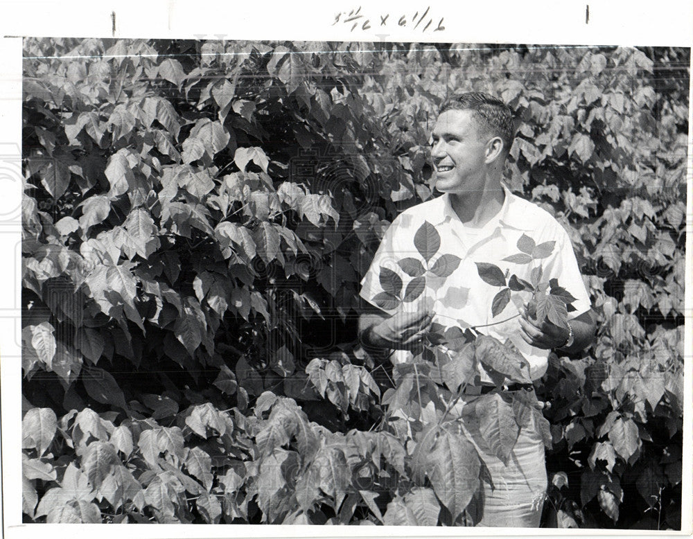 1959 Press Photo Poison ivy North American plant - Historic Images