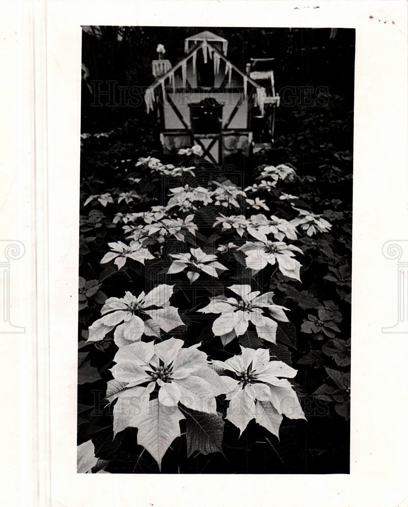 1973 Press Photo Belle Isle Poinsettias Holiday Detroit - Historic Images