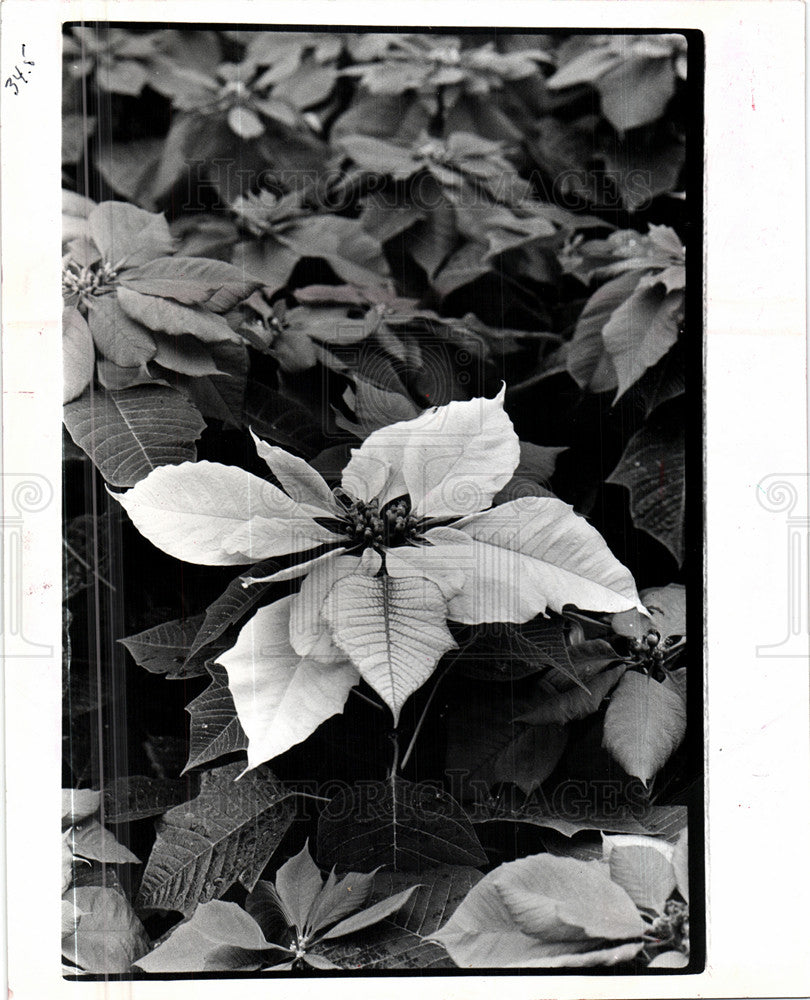 1991 Press Photo Poinsettia - Historic Images