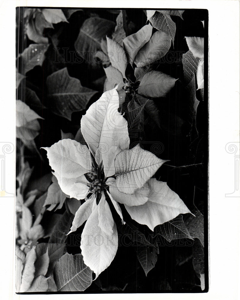 1979 Press Photo poinsettias Belle Isle Conservatory - Historic Images