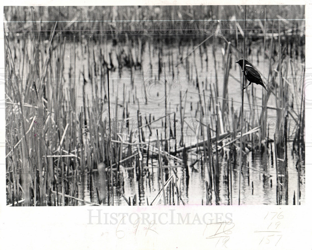 1973 Press Photo Red-winged blackbird Point Pelee Ontar - Historic Images