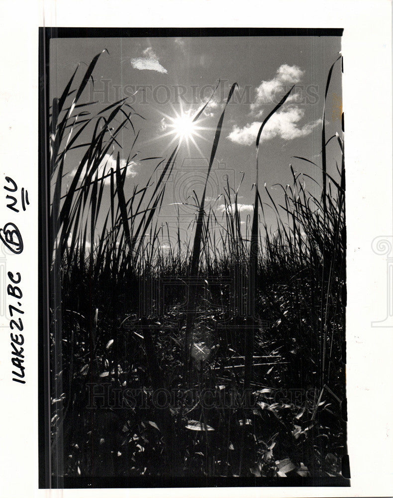 1989 Press Photo Point Pelee National Park marshlands - Historic Images