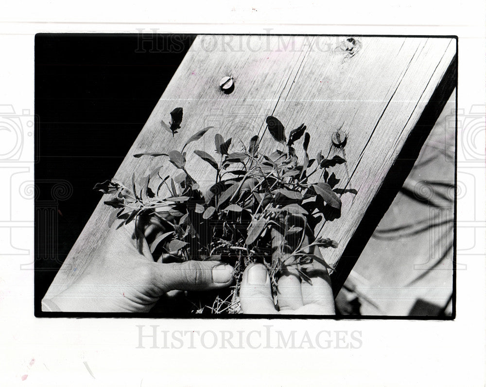 1976 Press Photo Lamb&#39;s Quarters cooking quiche - Historic Images