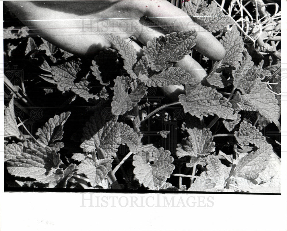 1976 Press Photo Mint Plant Garden Leaves Gardening - Historic Images