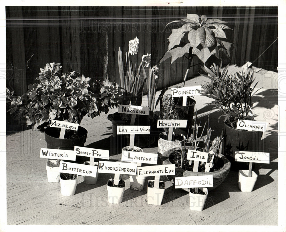 1975 Press Photo Poisonous Plants garden pots toxic - Historic Images