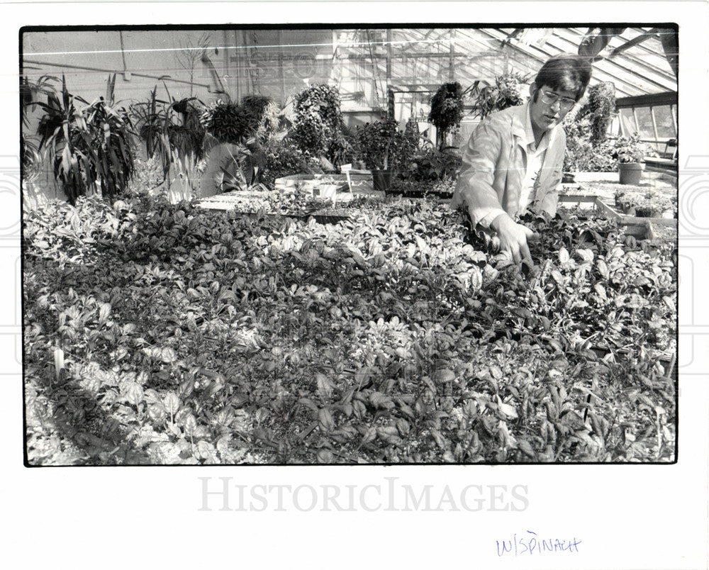 1981 Press Photo Bedtime Botany - Historic Images