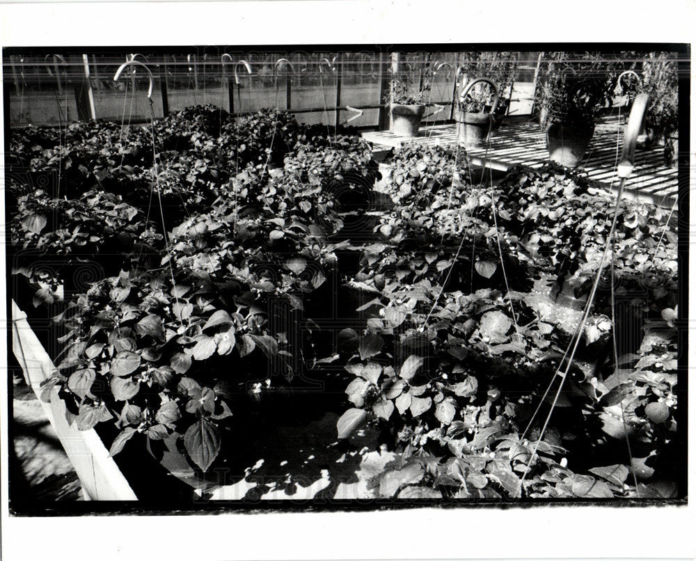 1990 Press Photo Plant - Historic Images