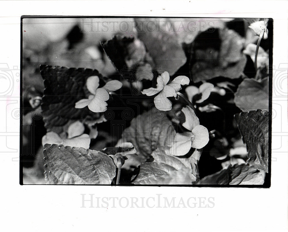 1976 Press Photo Plant - Historic Images